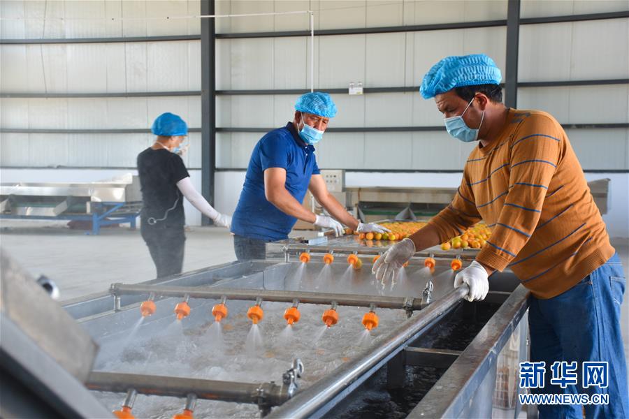 （決戰決勝脫貧攻堅&middot;圖文互動）（3）新疆&ldquo;杏鄉&rdquo;：杏果飄香 走出深閨助脫貧