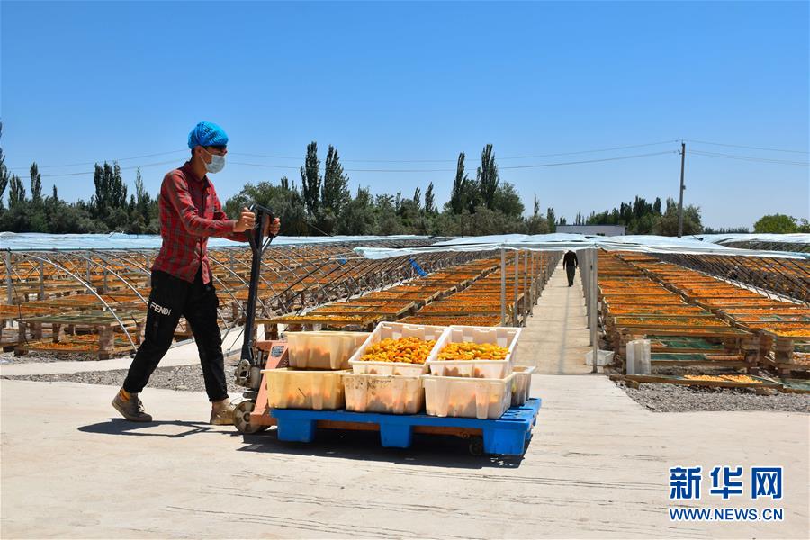 （決戰決勝脫貧攻堅&middot;圖文互動）（4）新疆&ldquo;杏鄉&rdquo;：杏果飄香 走出深閨助脫貧