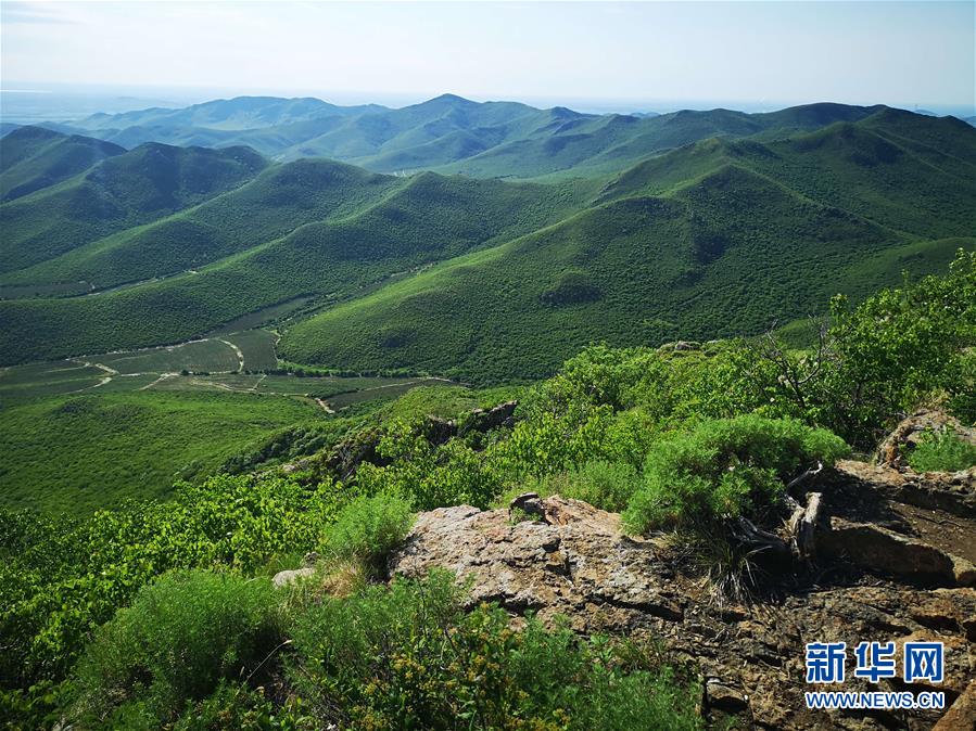 （決戰決勝脫貧攻堅&middot;圖文互動）（1）內蒙古科右中旗：把準發展方向 &ldquo;楓馬牛&rdquo;可相及