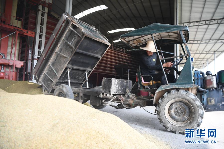 (防汛抗洪·圖文互動)(2)洞庭湖畔打響糧食保衛(wèi)戰(zhàn)