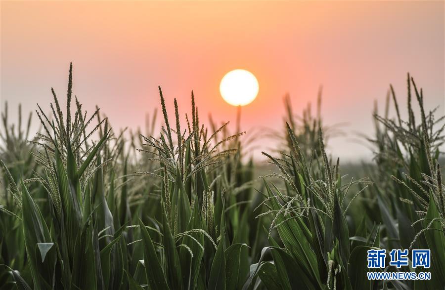 （在習近平新時代中國特色社會主義思想指引下&mdash;&mdash;新時代新作為新篇章&middot;習近平總書記關切事&middot;圖文互動）（7）讓百姓吃得飽還要吃得好&mdash;&mdash;夯實糧食安全基礎端牢中國飯碗