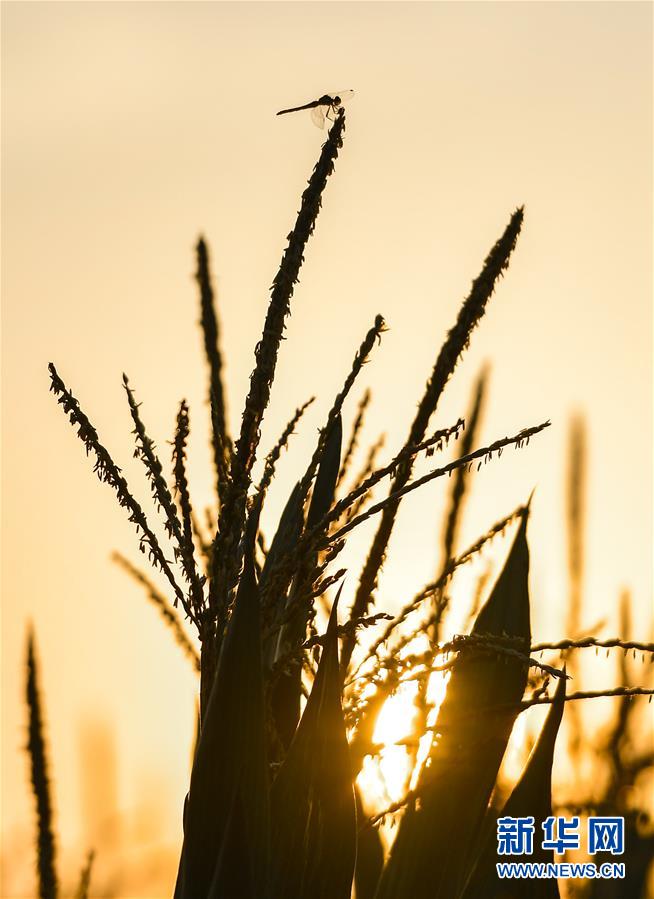 （在習近平新時代中國特色社會主義思想指引下&mdash;&mdash;新時代新作為新篇章&middot;習近平總書記關切事&middot;圖文互動）（9）讓百姓吃得飽還要吃得好&mdash;&mdash;夯實糧食安全基礎端牢中國飯碗