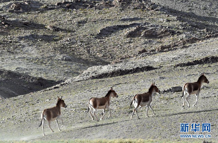 （在習近平新時代中國特色社會主義思想指引下&mdash;&mdash;新時代新作為新篇章&middot;習近平總書記關切事&middot;圖文互動）（1）綠色映底蘊，山水見初心&mdash;&mdash;生態優先、綠色發展持續造福群眾美好生活