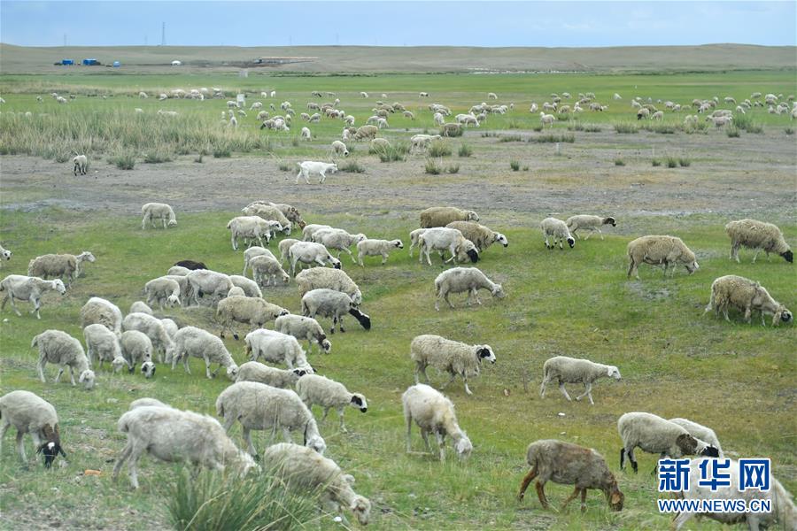 （走向我們的小康生活&middot;圖文互動(dòng)）（1）草原有了網(wǎng)，手機(jī)能放羊&mdash;&mdash;看呼倫貝爾大草原牧民生活變了樣 