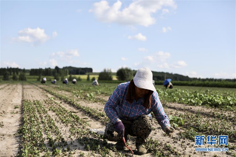 （決戰決勝脫貧攻堅&middot;圖文互動）（1）脫貧致富新&ldquo;良藥&rdquo;