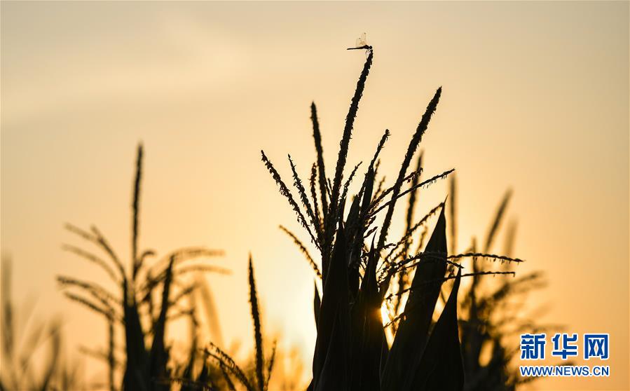（在習近平新時代中國特色社會主義思想指引下&mdash;&mdash;新時代新作為新篇章&middot;習近平總書記關切事&middot;圖文互動）（1）為黑土加&ldquo;油&rdquo;&mdash;&mdash;&ldquo;耕地中的大熊貓&rdquo;，我們這樣保護