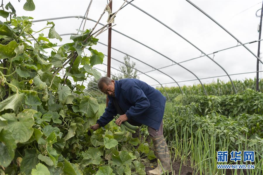 （決戰決勝脫貧攻堅&middot;圖文互動）（1）老張的菜園