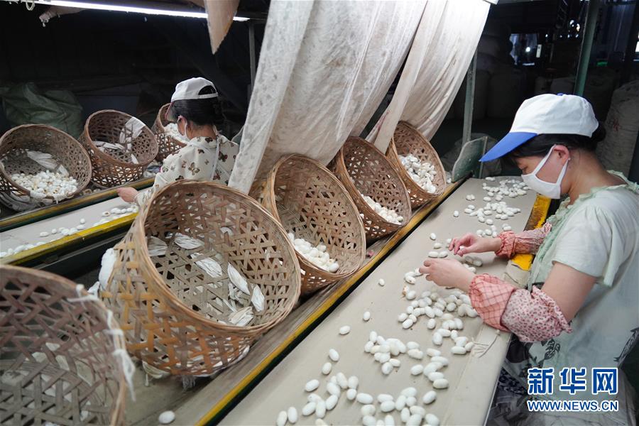 （走向我們的小康生活&middot;圖文互動(dòng)）（1）綠了青山，紅了日子&mdash;&mdash;秦巴山區(qū)群眾繪出小康&ldquo;調(diào)色板&rdquo;