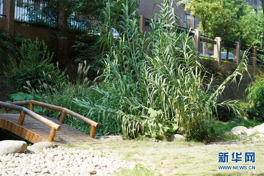 (圖文互動)(4)“綠灰白”破解城市內澇之“囧”