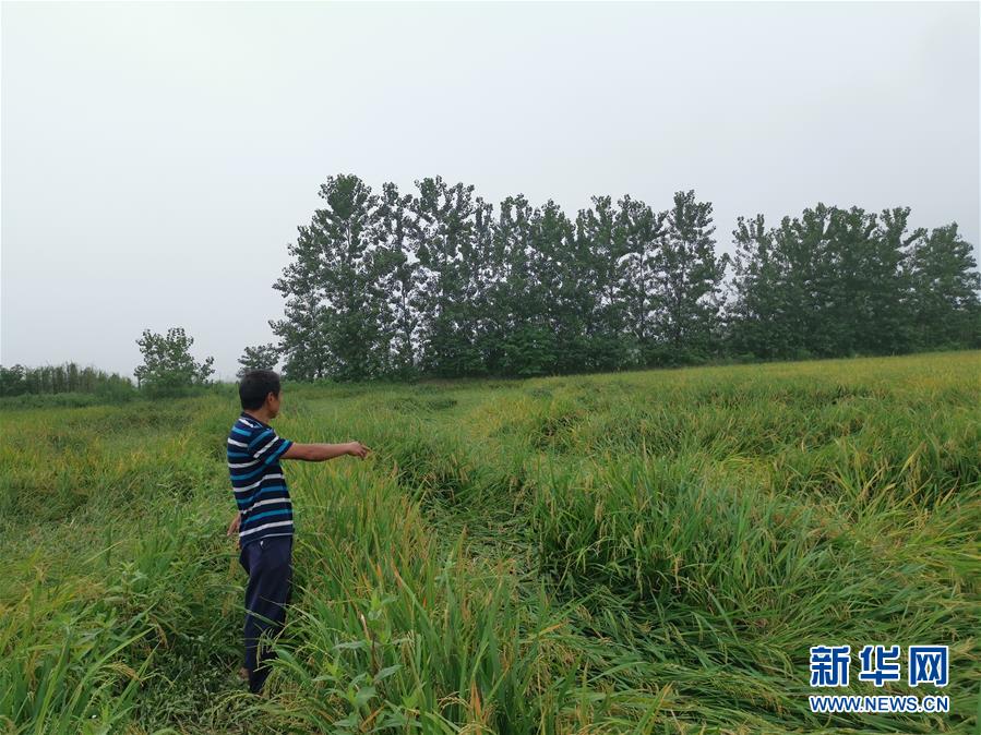 （新華視點(diǎn)&middot;聚焦餐桌外的浪費(fèi)&middot;圖文互動）（2）顆粒歸倉為何難實(shí)現(xiàn)？我國糧食收割環(huán)節(jié)損失驚人