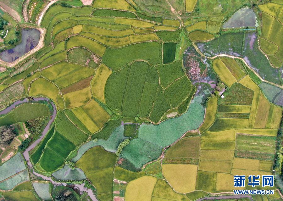 （美麗中國）（2）鄉村稻田&ldquo;調色板&rdquo;