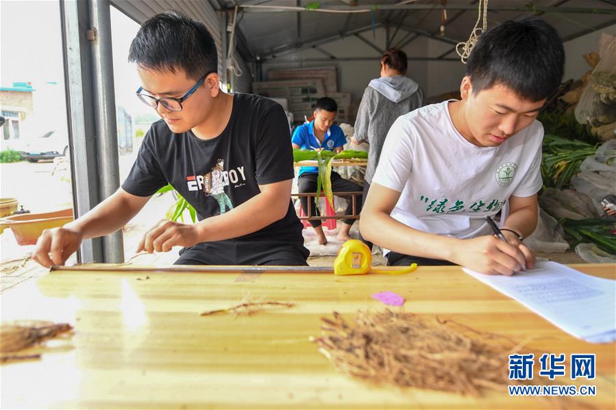 （新華全媒頭條&middot;圖文互動）（8）為現代農業探新路&mdash;&mdash;來自吉林梨樹的田野報告