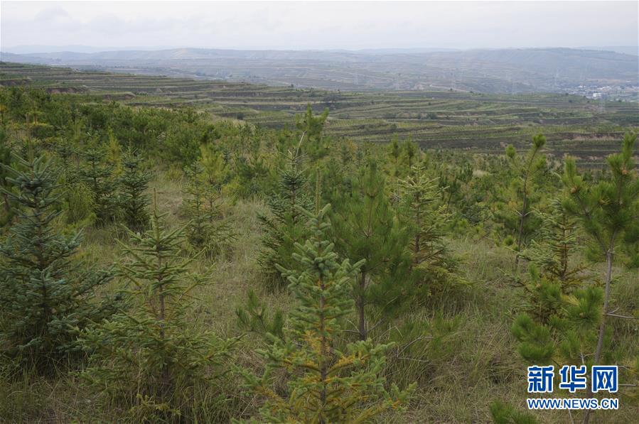 （決戰決勝脫貧攻堅&middot;圖文互動）（1）甘肅定西黃土高坡上，有片&ldquo;福州林&rdquo;