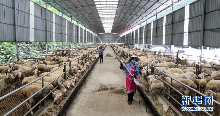 （決戰決勝脫貧攻堅&middot;圖文互動）（5）同飲一江水 攜手&ldquo;斬窮根&rdquo;&mdash;&mdash;深圳對口廣西河池、百色扶貧協作見聞