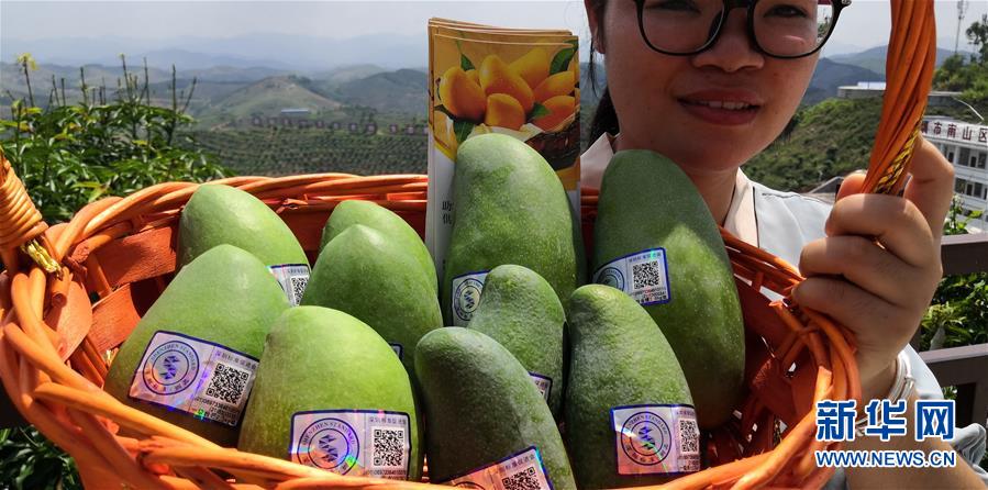 （決戰決勝脫貧攻堅&middot;圖文互動）（7）同飲一江水 攜手&ldquo;斬窮根&rdquo;&mdash;&mdash;深圳對口廣西河池、百色扶貧協作見聞