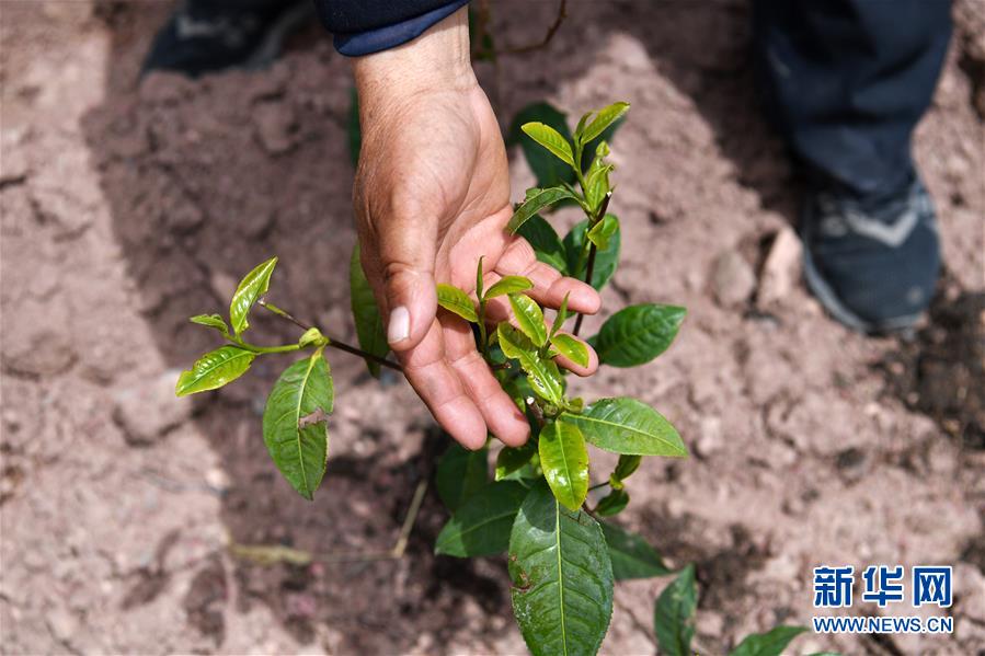 （西藏昌都解放70周年&middot;圖文互動）（2）&ldquo;我有一個植樹夢&rdquo;&mdash;&mdash;扎西旺堆和他的&ldquo;綠色家園&rdquo;