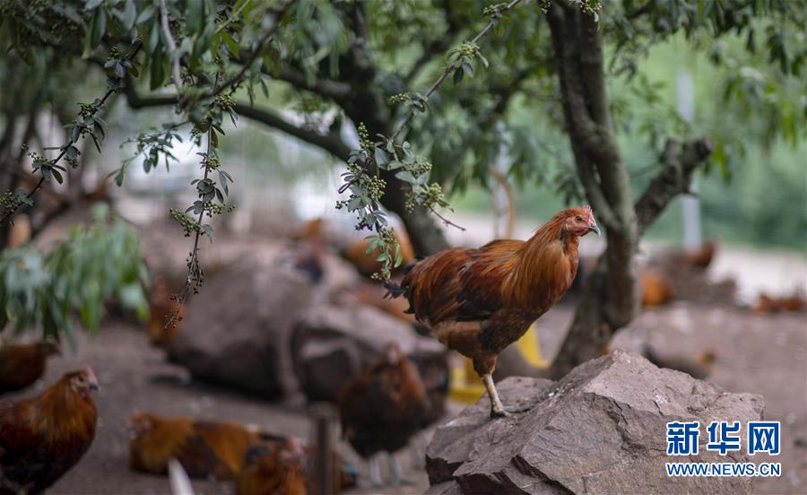 （新華全媒頭條&middot;走向我們的小康生活&middot;決戰決勝脫貧攻堅&middot;圖文互動）（5）昭通之變&mdash;&mdash;全國貧困人口最多的地級市跨越記