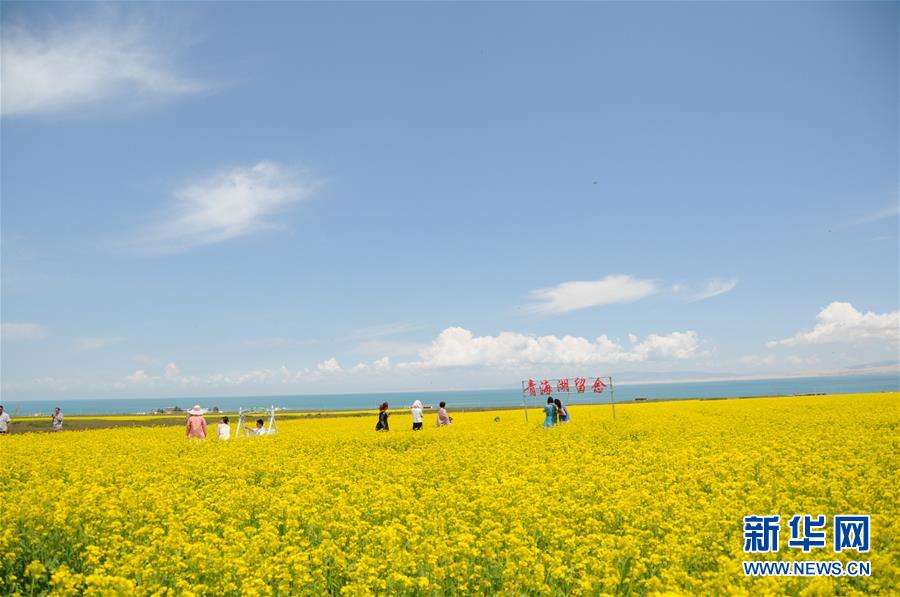 （新華全媒頭條&middot;圖文互動）（8）大湖見證 &mdash;&mdash;持續保護讓青海湖生態華麗&ldquo;蝶變&rdquo;