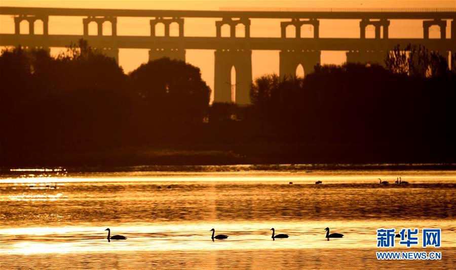 （新華全媒頭條&middot;圖文互動(dòng)）（7）從&ldquo;四亂&rdquo;突出到生態(tài)修復(fù) 黃河漸成中原&ldquo;綠飄帶&rdquo;