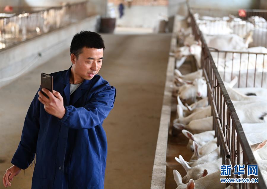 （五中全會精神在基層&middot;圖文互動）（2）大學(xué)生&ldquo;羊倌&rdquo;成了致富&ldquo;領(lǐng)頭羊&rdquo;