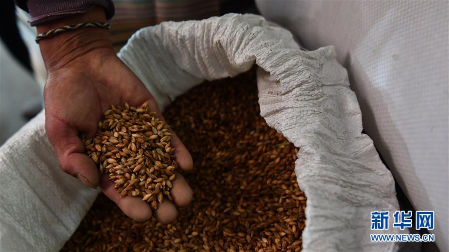 （新華全媒頭條&middot;圖文互動）（11）愿做高原一粒種 化作金穗撒人間&mdash;&mdash;追記我國青稞研究專家尼瑪扎西