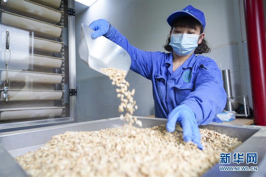 （決戰決勝脫貧攻堅&middot;圖文互動）（2）重慶三峽庫區從&ldquo;中華藥庫&rdquo;里探尋脫貧致富&ldquo;良方&rdquo;