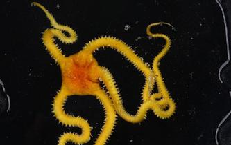 &ldquo;發(fā)現(xiàn)&rdquo;號(hào)在西太平洋采集到海蛇尾