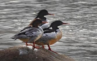 &ldquo;鳥中大熊貓&rdquo;中華秋沙鴨現身江西靖安