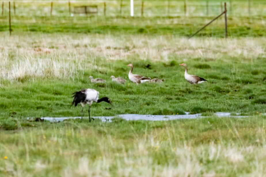雪山草地展新貌&mdash;&mdash;四川阿壩州脫貧奔小康紀實