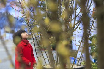 重慶北碚：蠟梅花開高速服務區