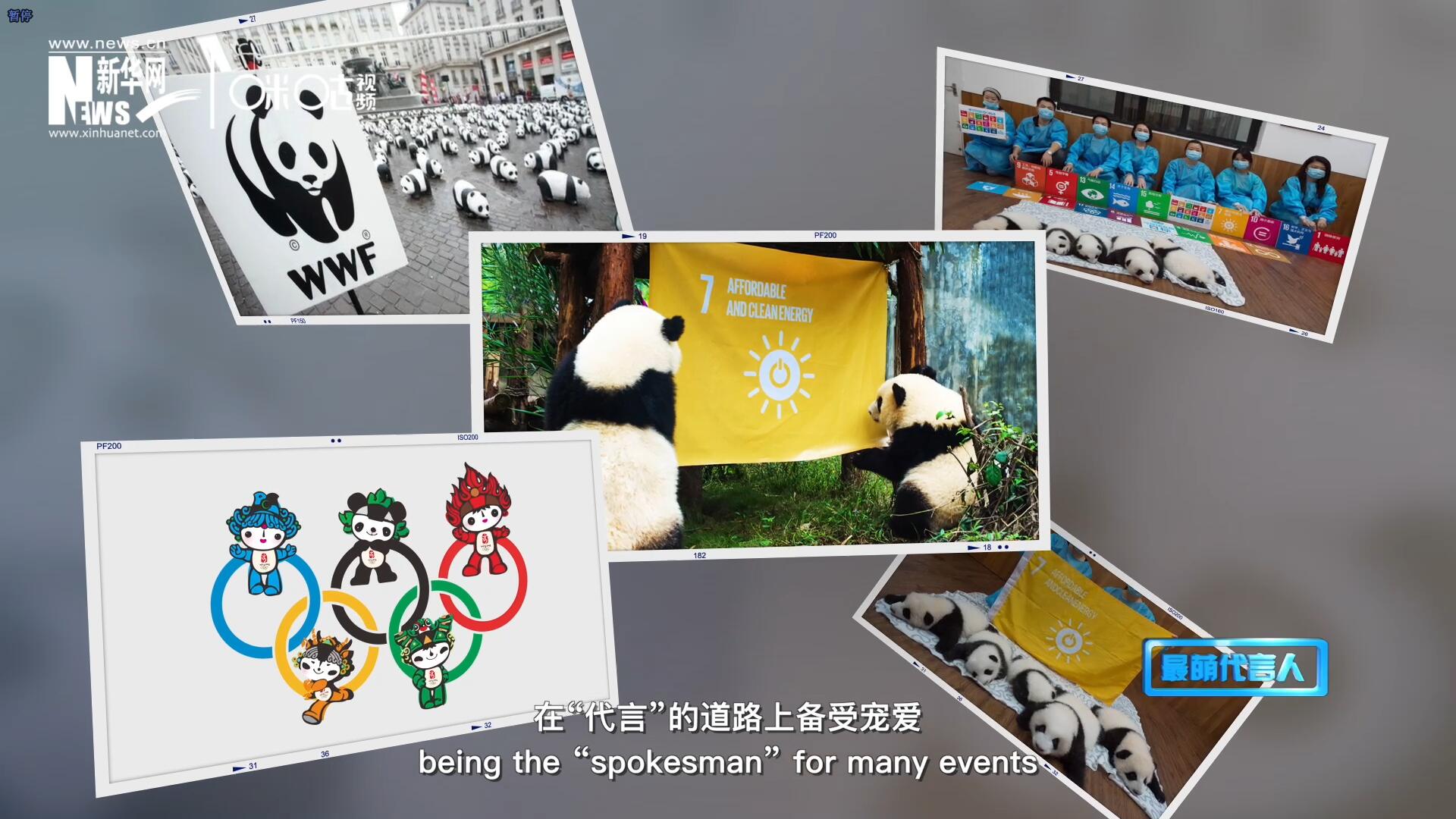 大熊貓在世界各地圈粉無數(shù)，在&ldquo;代言&rdquo;的道路上備受寵愛。