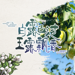 白露已過，玉露飄香