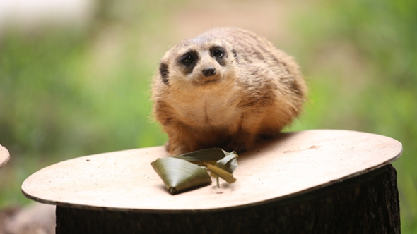 歡樂(lè)&ldquo;粽&rdquo;動(dòng)員！小動(dòng)物們吃上了&ldquo;專屬&rdquo;粽子