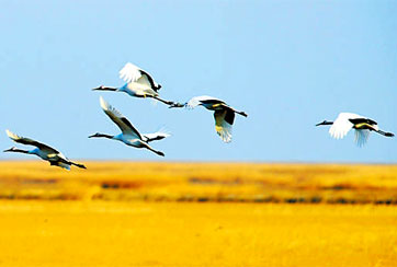 丹頂鶴鹽城珍禽自然保護區