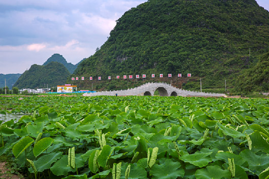 安順開(kāi)發(fā)區(qū)：十里荷廊美如畫(huà) 條條大路通景區(qū)