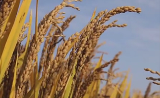 陜西西安：十里&ldquo;蛤蟆灘&rdquo;　又現秦嶺邊