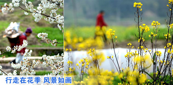 行走在花季 風(fēng)景如畫