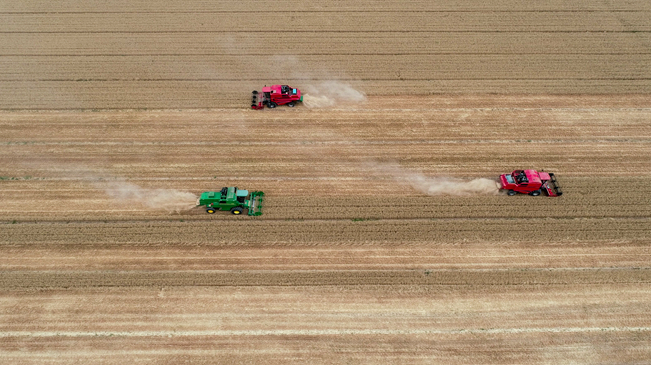 【&ldquo;飛閱&rdquo;中國】黃河兩岸，麥浪翻滾遍地金
