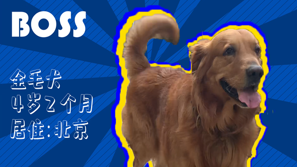 有效拴繩&科學遛狗&mdash;&mdash;如何文明養犬？&ldquo;撿屎官&rdquo;們快看過來！