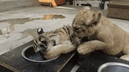 &ldquo;萌萌噠&rdquo;！虎獅&ldquo;姊妹花&rdquo;