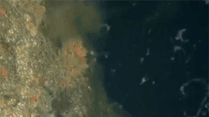 土耳其：馬爾馬拉海&ldquo;海鼻涕&rdquo;泛濫成災(zāi)