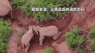 &ldquo;象&rdquo;往何方？野象群持續向南行進