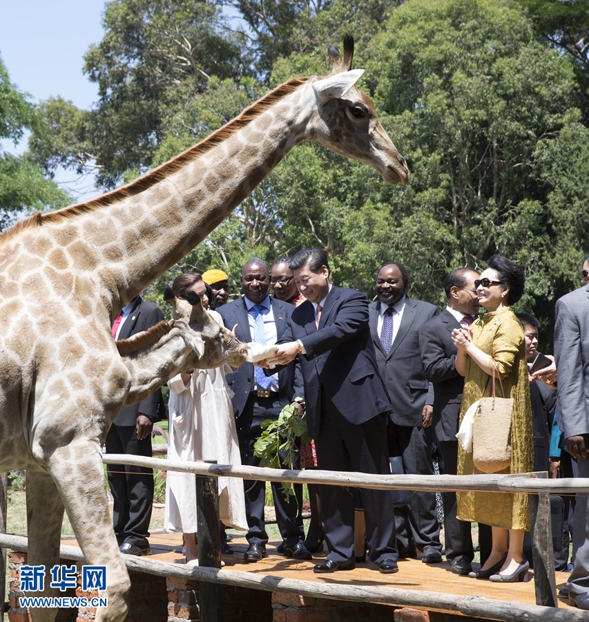 12月2日，國家主席習近平在津巴布韋考察野生動物救助基地。在基地負責人陪同下，習近平和夫人彭麗媛察看了基地救助的野生動物，并給大象、長頸鹿遞喂水果、樹葉。新華社記者 黃敬文 攝 