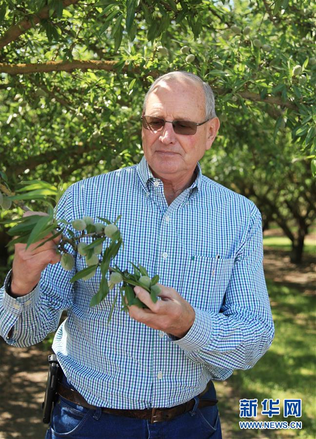 （國際&middot;圖文互動）（2）加州巴旦木種植業農民期待中美早日消除貿易摩擦