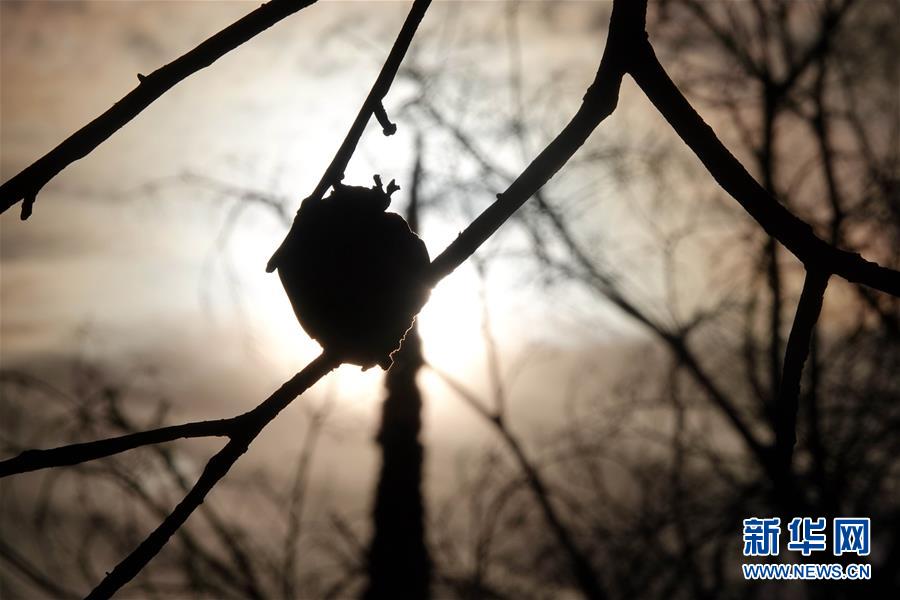 （國際&middot;圖文互動）（10）一場山火，讓這個冬天格外冷&mdash;&mdash;探訪美國加州山火災區(qū)