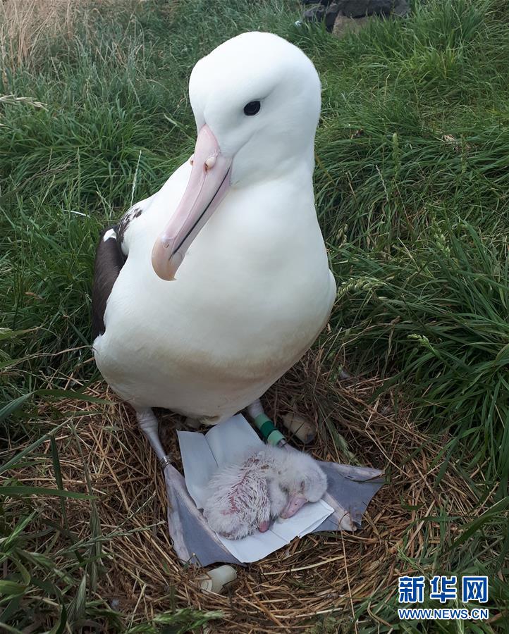 （國(guó)際&middot;圖文互動(dòng)）（9）通訊：探訪新西蘭泰厄羅阿角信天翁之家