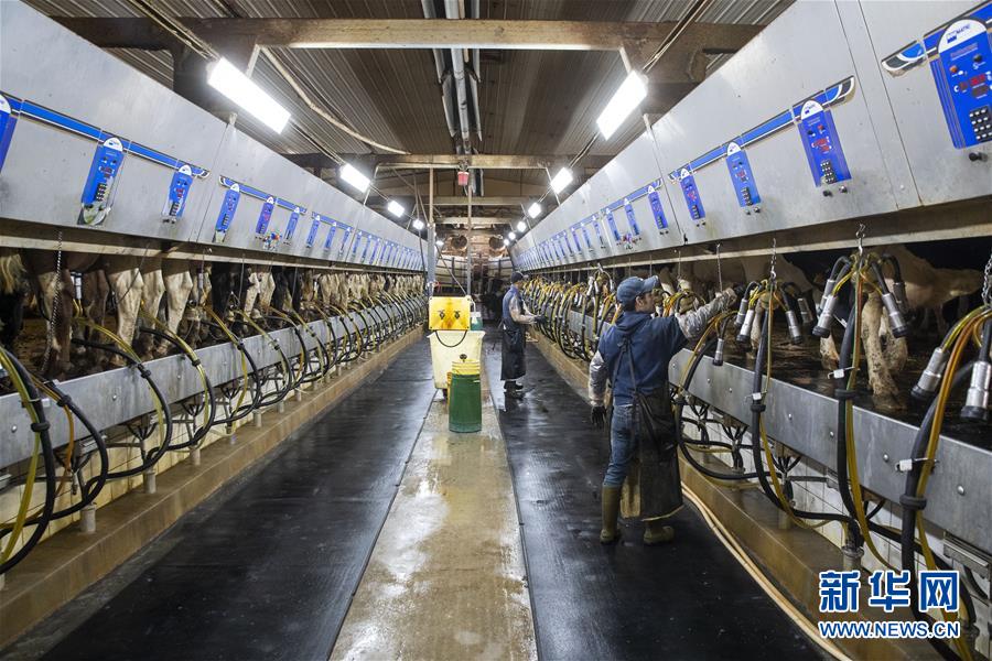 （國際&middot;圖文互動）（3）通訊：&ldquo;希望我們的乳制品順利裝船駛向中國&rdquo;&mdash;&mdash;美國奶農(nóng)期盼中美貿(mào)易爭端早日解決