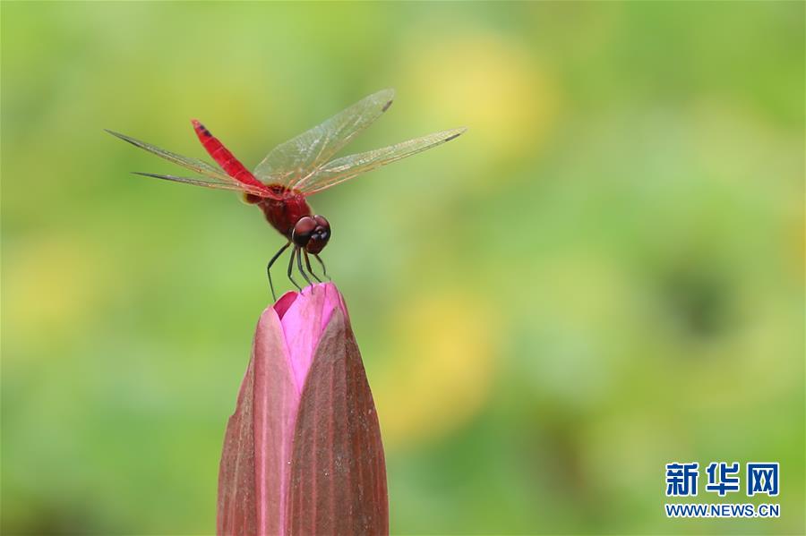 （國際&middot;年終報道）（7）2019，精&ldquo;彩&rdquo;紛呈