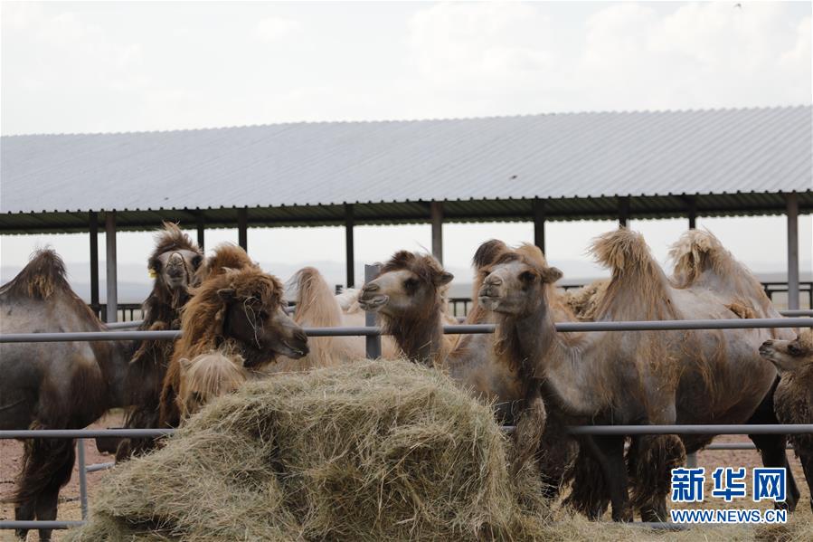 （國際&middot;圖文互動）（1）從&ldquo;先遣隊(duì)&rdquo;到&ldquo;正規(guī)軍&rdquo;&mdash;&mdash;哈薩克斯坦駱駝奶粉入華記