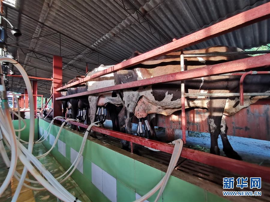 （國際&middot;圖文互動）（3）通訊：&ldquo;有機&rdquo;已成古巴農民生活方式